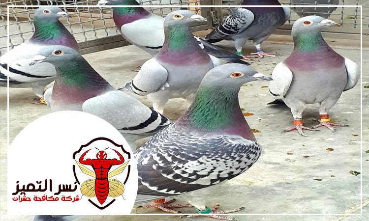 شركة مكافحة الحمام في العين