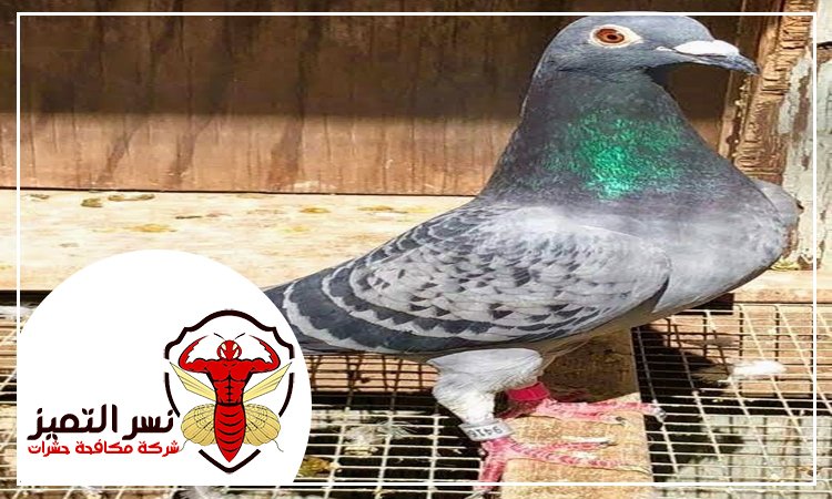 شركة مكافحة الحمام في العين