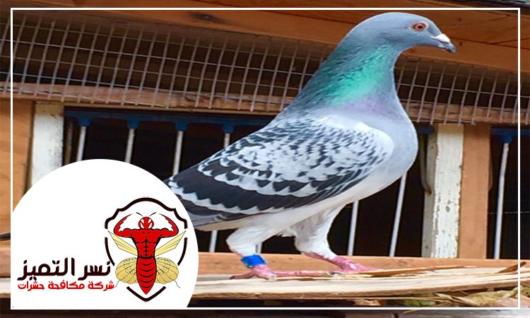 شركة مكافحة الحمام بالنهدة