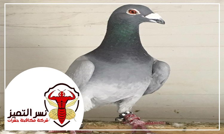 شركة مكافحة الحمام في عجمان