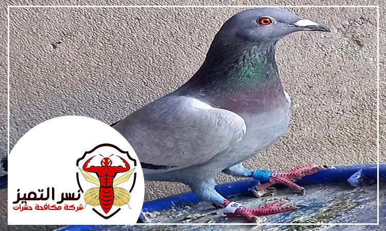 شركة مكافحة الحمام بالنهدة