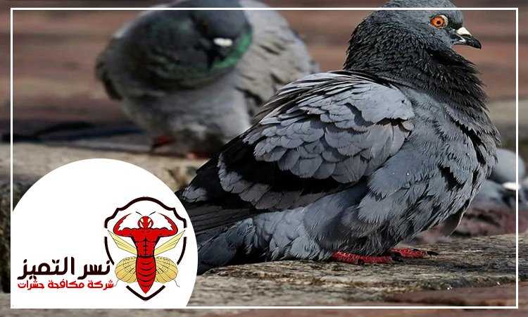 شركة مكافحة الحمام في دبي