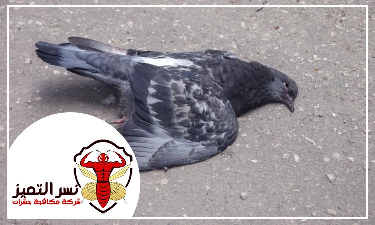 شركة مكافحة الحمام في دبي