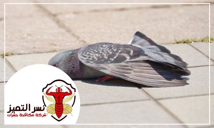 شركة مكافحة الحمام بالنهدة