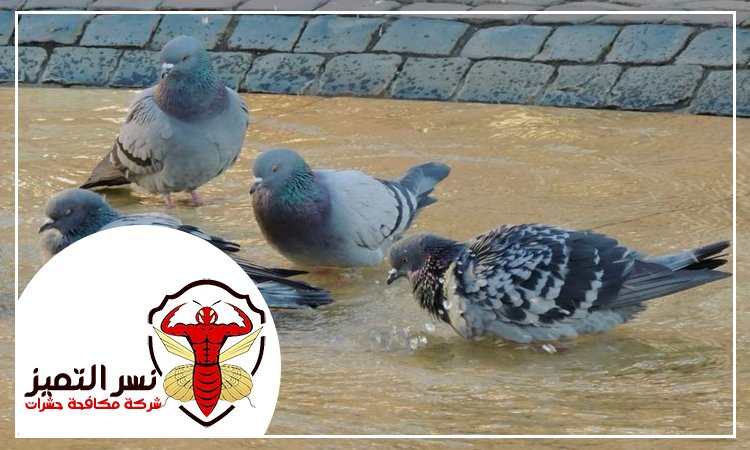 شركة مكافحة الحمام في العين