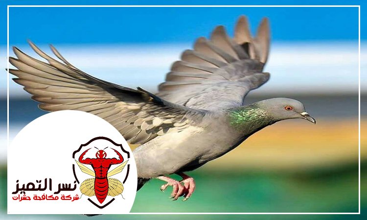 شركة مكافحة الحمام