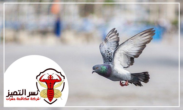 شركة مكافحة الحمام
