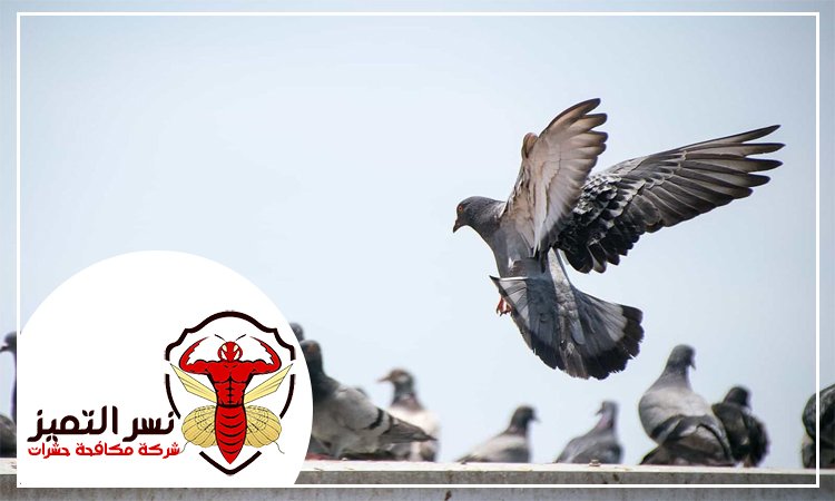 شركة مكافحة الحمام