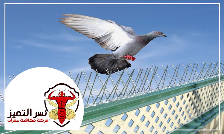 شركة مكافحة الحمام