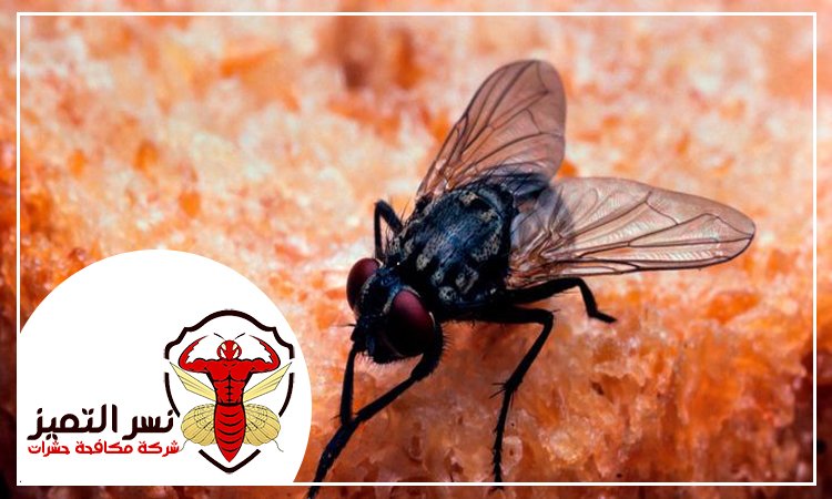 مكافحة الذباب