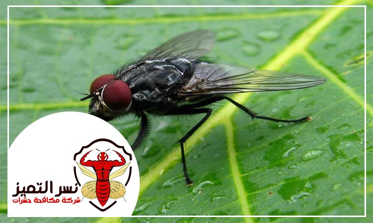 مكافحة الذباب