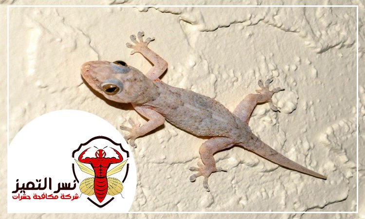 شركة مكافحة البرص