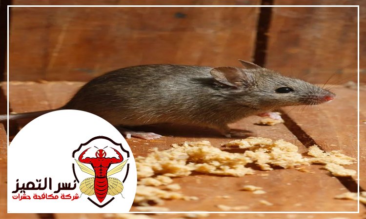 شركة مكافحة الفئران الجميرا