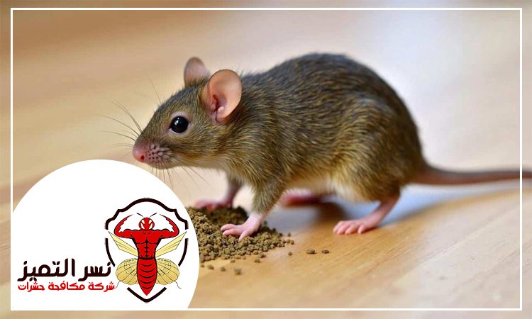 شركة مكافحة الفئران الجميرا