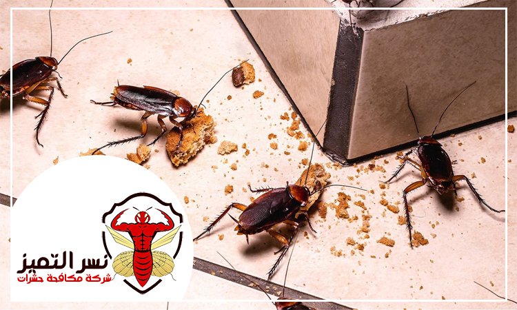 شركة مكافحة الصراصير في العين