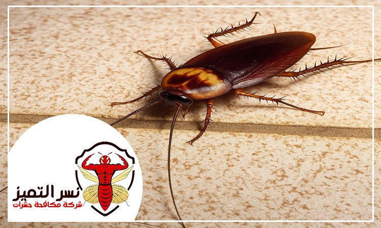 شركة مكافحة الصراصير في العين